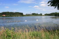 /album/vylecena-labut-cestuje-na-svobodu/img-1309-jpg/