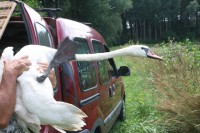 /album/vylecena-labut-cestuje-na-svobodu/img-1330-jpg/