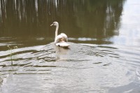 /album/vylecena-labut-cestuje-na-svobodu/img-1337-jpg/