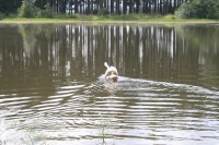 /album/vylecena-labut-cestuje-na-svobodu/img-1338-jpg/