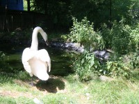 /album/vylecena-labut-cestuje-na-svobodu/opt-img-1210-jpg/