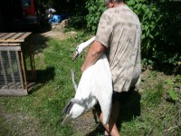 /album/vylecena-labut-cestuje-na-svobodu/opt-img-1216-jpg/