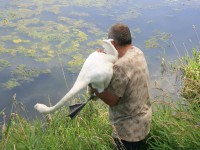 /album/vylecena-labut-cestuje-na-svobodu/opt-img-1262-jpg/