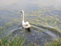 /album/vylecena-labut-cestuje-na-svobodu/opt-img-1264-jpg/