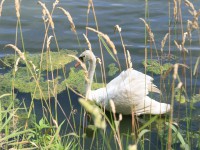 /album/vylecena-labut-cestuje-na-svobodu/opt-img-1273-jpg/