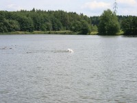 /album/vylecena-labut-cestuje-na-svobodu/opt-img-1290-jpg/