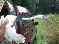 /album/vylecena-labut-cestuje-na-svobodu/opt-img-1330-jpg/