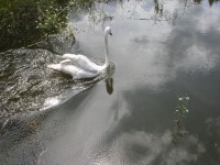 /album/vylecena-labut-cestuje-na-svobodu/opt-img-1336-jpg/