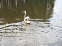 /album/vylecena-labut-cestuje-na-svobodu/opt-img-1337-jpg/