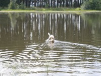 /album/vylecena-labut-cestuje-na-svobodu/opt-img-1338-jpg/